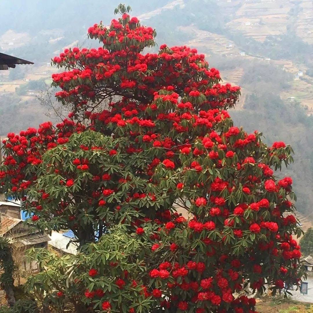 rhododendron in manaslu