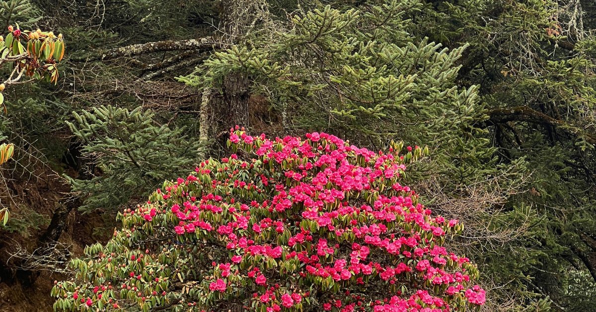 Rhododendron in EBC in May